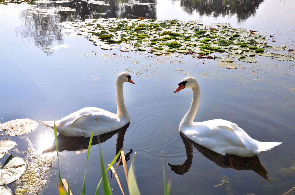 Vrouwenpolder (4)